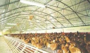 供應畜用養殖大棚、大棚骨架及溫室制造