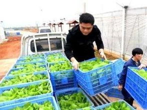 深圳蔬菜肉類水產糧油農副產品配送與食堂承包 打造高效、安全的生活配送新生態